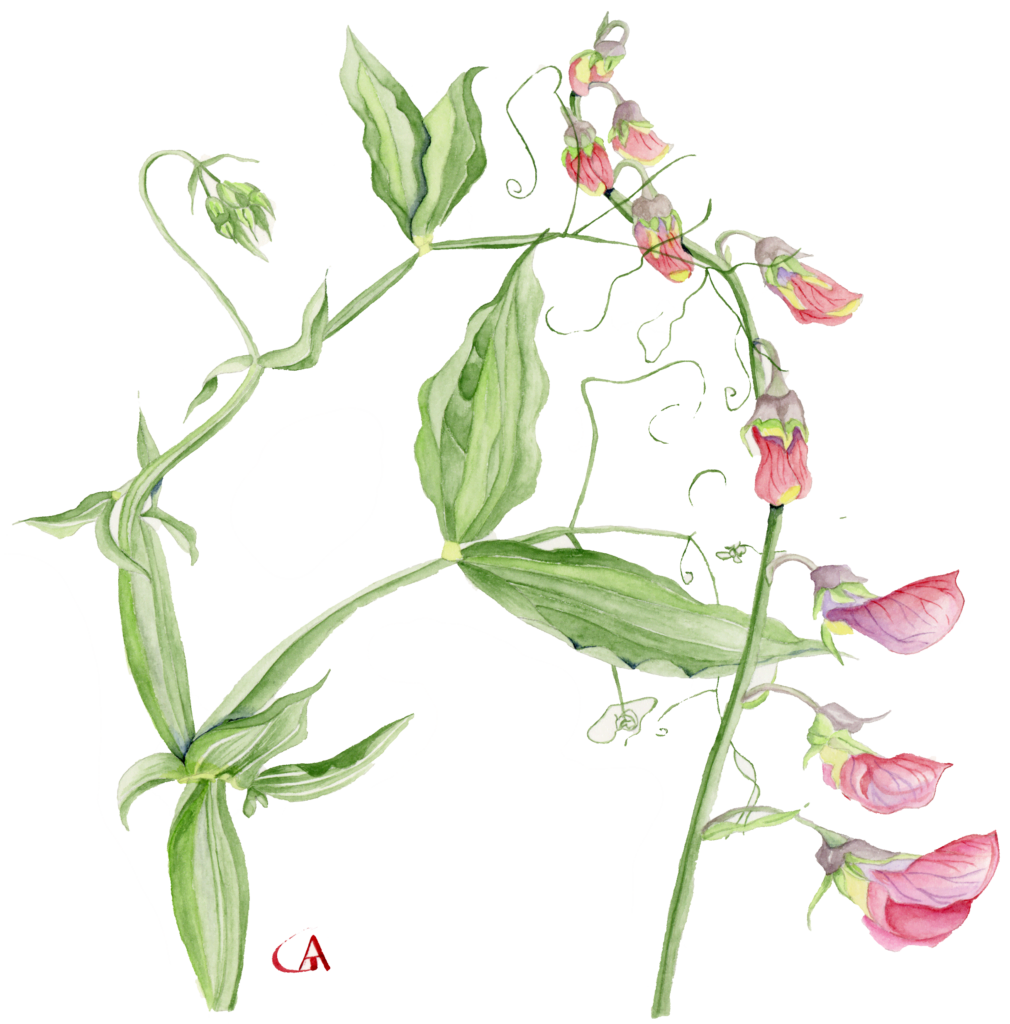 lathyrus