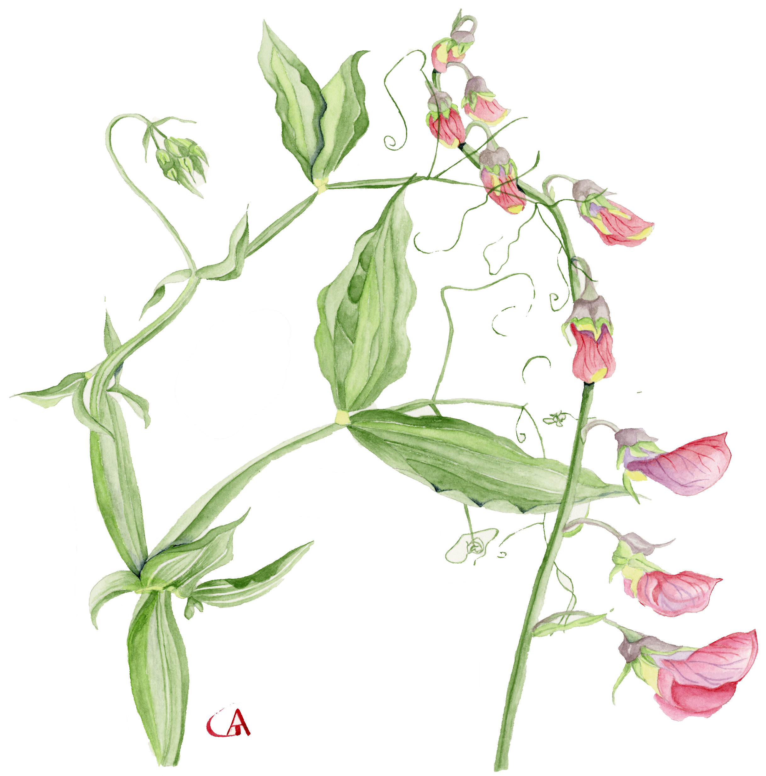 lathyrus