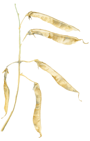 lathyrus-peulen