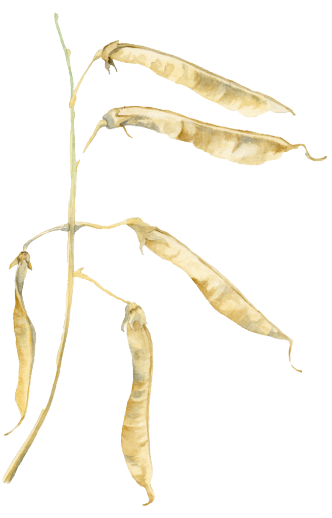 lathyrus-peulen