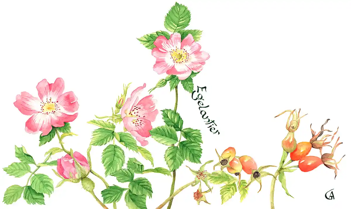 Top in de kop Illustratie 2026-Website-1200